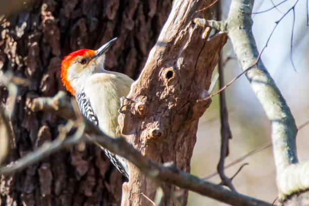 istock Red bellied woodpecker on tree 1364780094
