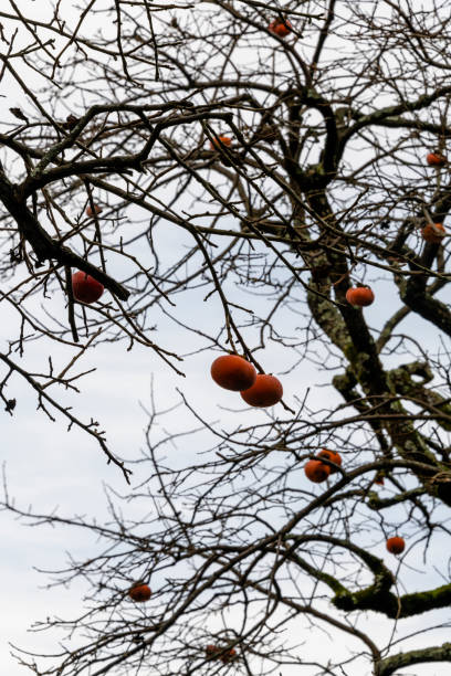 istock Ripe orange persimmon on tree branches in late autumn in Abkhazia. 1364780247