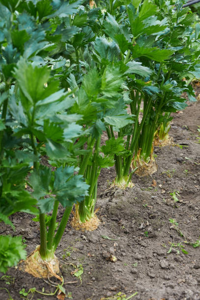 Row of ripe root celery Row of ripe root celery is growing Celeriac stock pictures, royalty-free photos & images