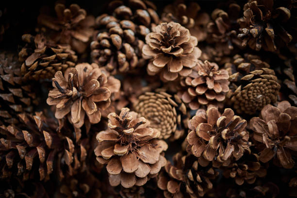 istock Pine cones in an old tin tray 1364781387
