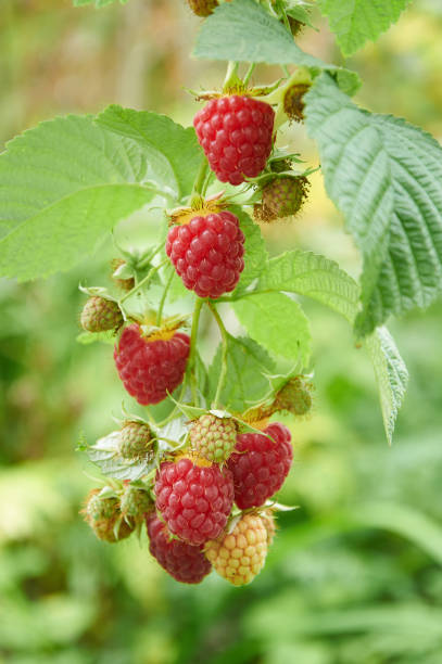 istock Branch of raspberry with red ripe berries 1364781494