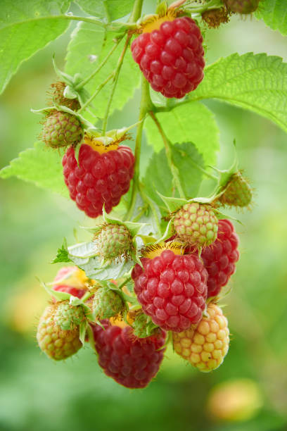 istock Branch of raspberry with red ripe berries 1364781519