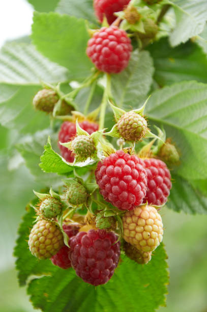 istock Branch of raspberry with red ripe berries 1364781569