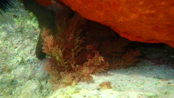 Red algae Red sea plume or Limu kohu (Asparagopsis taxiformis) undersea Red algae Red sea plume or Limu kohu (Asparagopsis taxiformis) undersea, Aegean Sea, Greece, Halkidiki red algae stock pictures, royalty-free photos & images