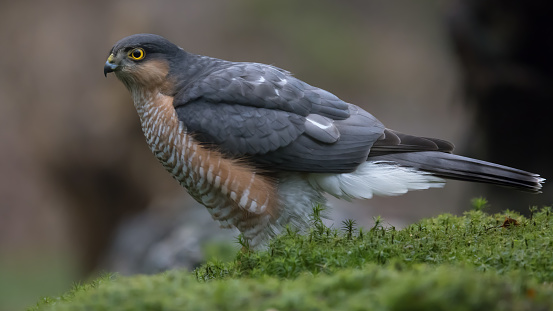 Eurasian Sparrowhawk in the forest