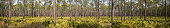 istock Panorama of pine forest with treetops casting patchy shadows on Saw Palmetto understory 1364784135