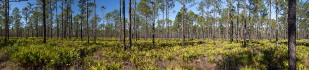 panorama de un extenso bosque de pinos con copas de árboles que proyectan sombras irregulares en el sotobosque de saw palmetto - florida palm tree sky saw palmetto fotografías e imágenes de stock