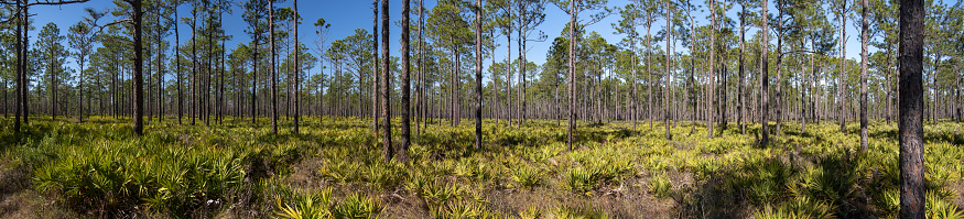 Panoramic view of extensive pine forest with dense Saw Palmetto dominating the understory, and the horizon filled with pine trunks.  Photo taken at Jennings state forest in northeast Florida, with Nikon D750 with Nikon 24-70 ED VR lens.