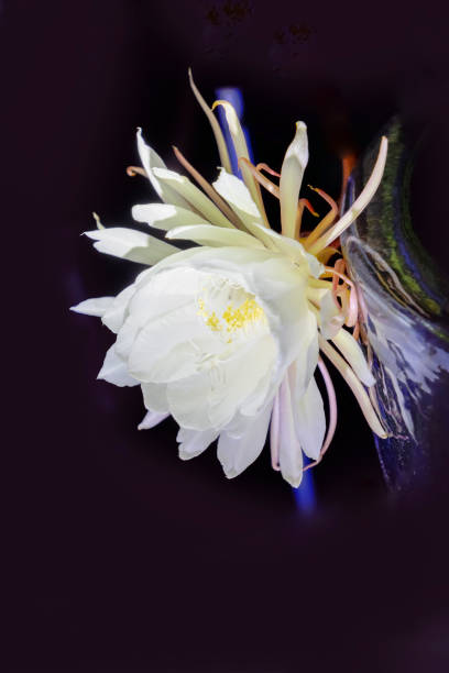 blooming Artepitheton grandiflorus by night, pupular name queen of the night famous blooming Artepitheton grandiflorus by night, pupular name queen of the night night blooming cereus stock pictures, royalty-free photos & images