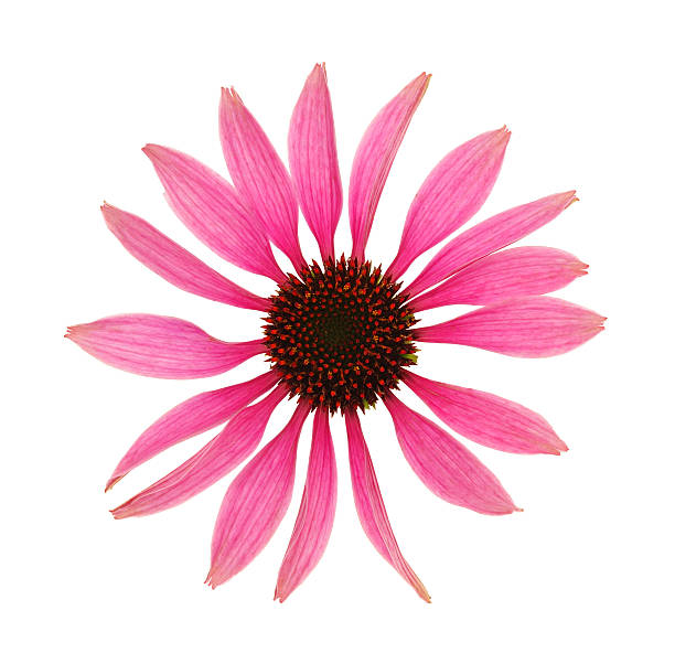 istock Echinacea purpurea  flower head over white background 136478582