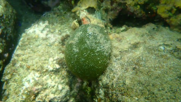 istock Green marine algae Sea ball (Codium bursa) undersea 1364786021