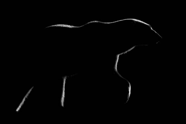 Mono polar bear lifts paw in darkness
