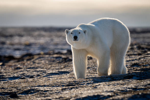 istock Polar bear crosses tundra staring at camera 1364789454