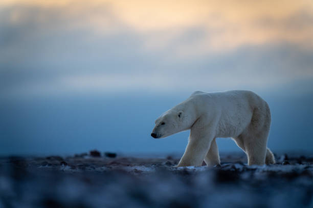istock Polar bear crosses tundra under cloudy sky 1364789458
