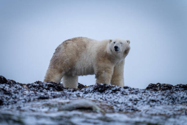 istock Polar bear closes eye standing on tundra 1364789459