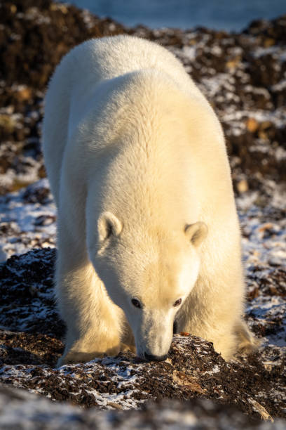 istock Polar bear feeds on kelp on shore 1364789463