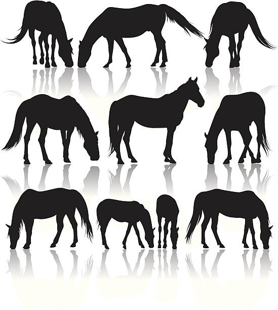 horses in pasture silhouettes - genç kısrak stock illustrations