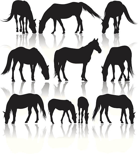 Horses in Pasture Silhouettes Silhouettes of different horses out in pasture. Very detailed. horse outlines silhouette stock illustrations