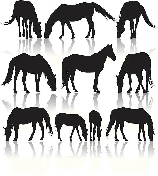 Vector illustration of Horses in Pasture Silhouettes