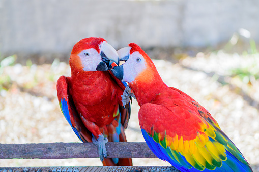 Macaws nest in a dead tree in the Los Llanos region of Colombia