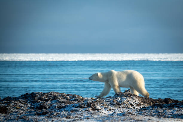 istock Polar bear lifts paw walking along shoreline 1364790149