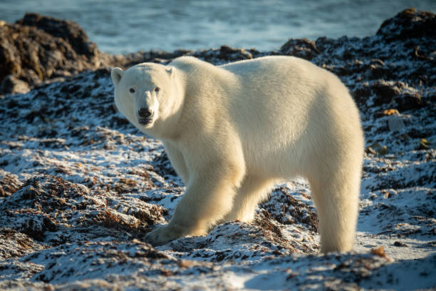 istock Polar bear on tundra stares at camera 1364790226