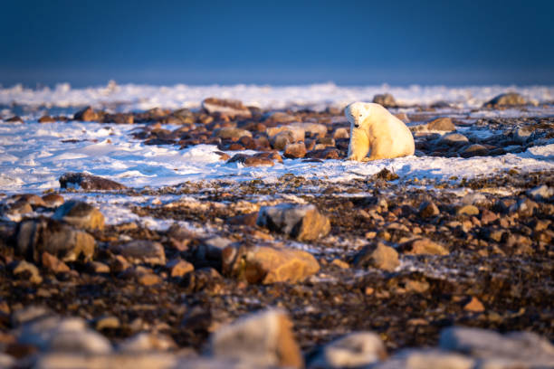 istock Polar bear sits on tundra watching camera 1364790326