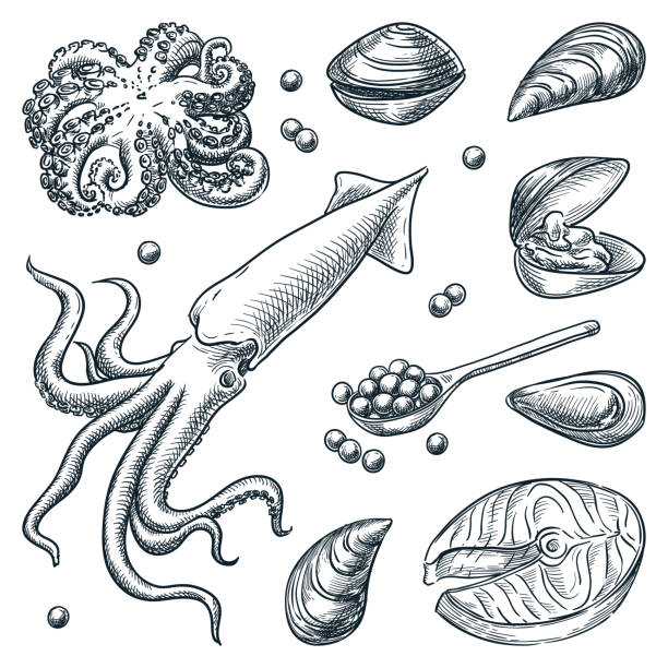 해산물과 신선한 생선 세트. 손으로 그린 벡터 스케치 그림입니다. 바다 음식 레스토랑 또는 시장 디자인 요소 - 2113 stock illustrations