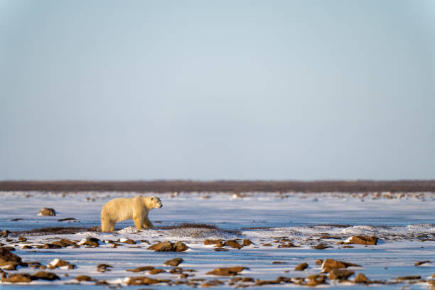 istock Polar bear stands among rocks on tundra 1364790418