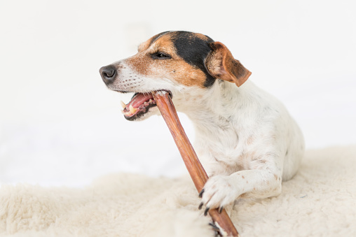 Jack Russell Terrier 10 años - Lindo perrito come y mastica con disfrute. Perrito aislado sobre fondo blanco photo