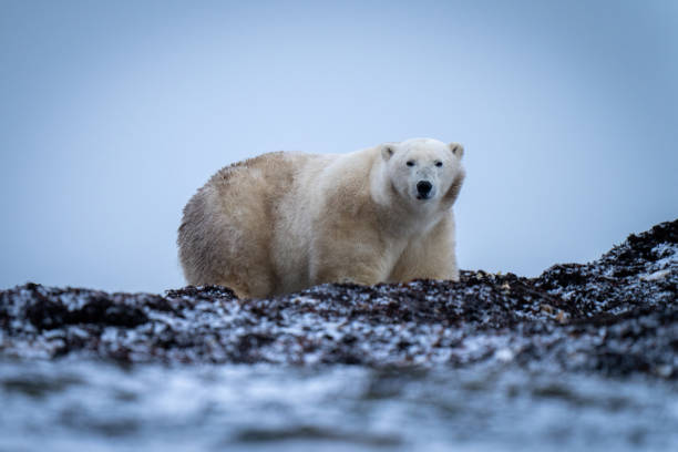 istock Polar bear stands amongst kelp eyeing camera 1364790464