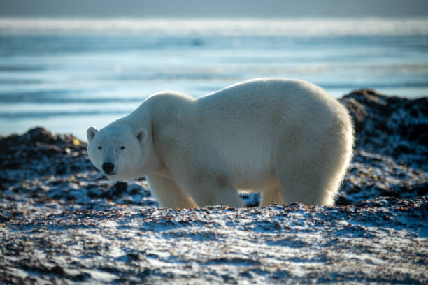istock Polar bear stands behind rocks on shoreline 1364790531