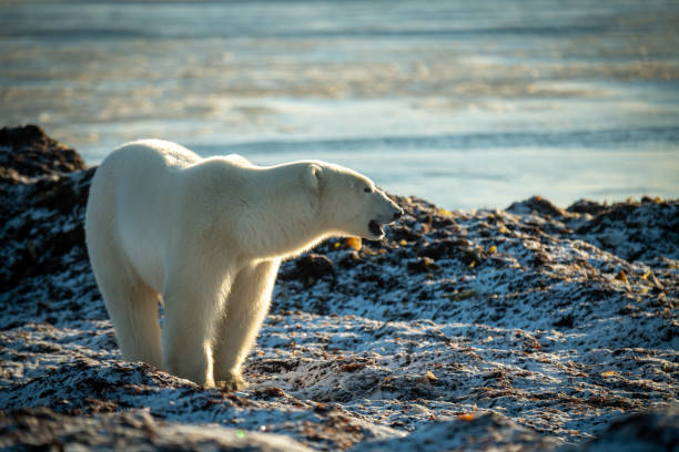 istock Polar bear stands on shoreline opening mouth 1364790566