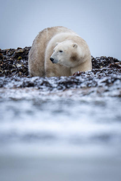 istock Polar bear stands on tundra looking left 1364794280