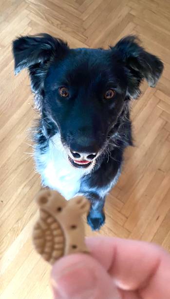 istock Dog treats 1364795086