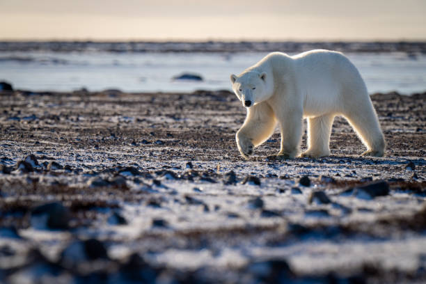 istock Polar bear walks across tundra in sunshine 1364795096