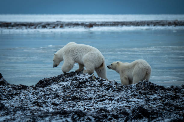 istock Polar bear walks along shore with cub 1364795250