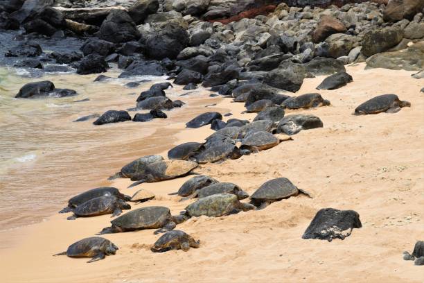 istock Green Sea Turtles come in for a rest at Ho'okipa 1364796415
