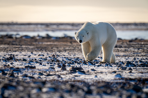 Polar bear walks over tundra in sunshine