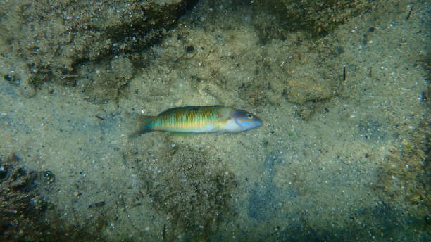 Dead female ornate wrasse (Thalassoma pavo) on sea bottom Dead female ornate wrasse (Thalassoma pavo) on sea bottom, Aegean Sea, Greece, Halkidiki thalassoma pavo stock pictures, royalty-free photos & images