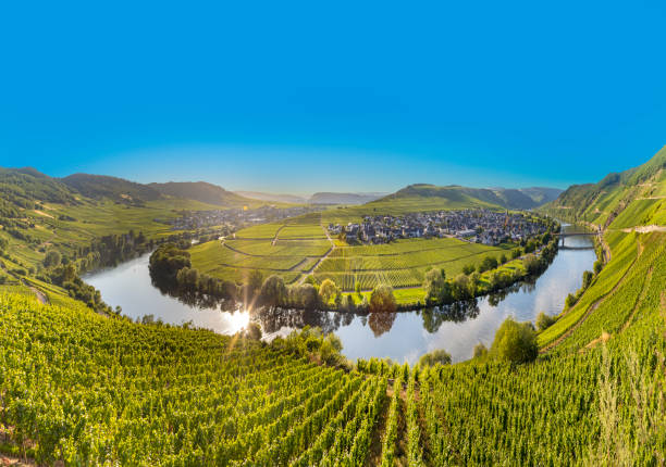 scenic moselle river loop at Leiwen, Trittenheim stock photo