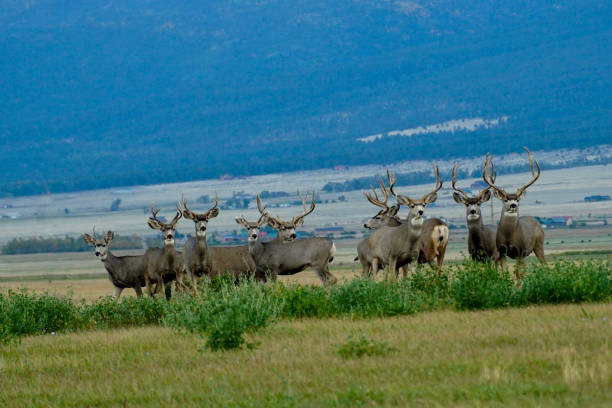 Fraternity Several mule deer bucks gathering around for a photoshoot in the mountains of Colorado. mule deer stock pictures, royalty-free photos & images