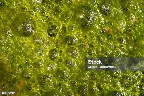 Alga Foto de stock y más banco de imágenes de Alga - Alga, Agua, Burbuja