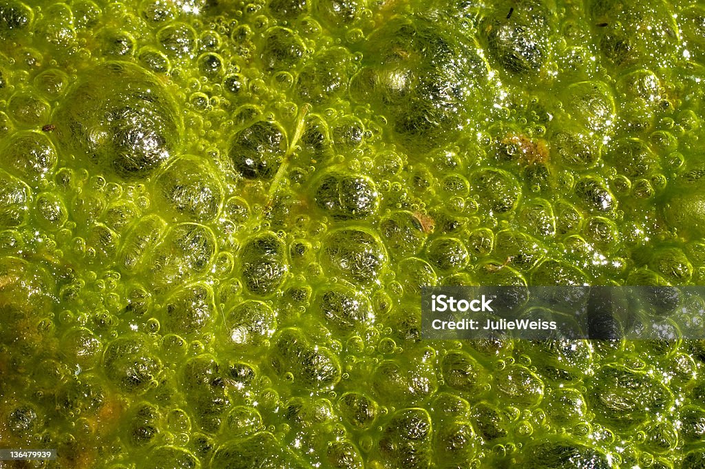 Alga - Foto stock royalty-free di Alga