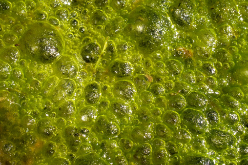 An extreme close-up of algae.