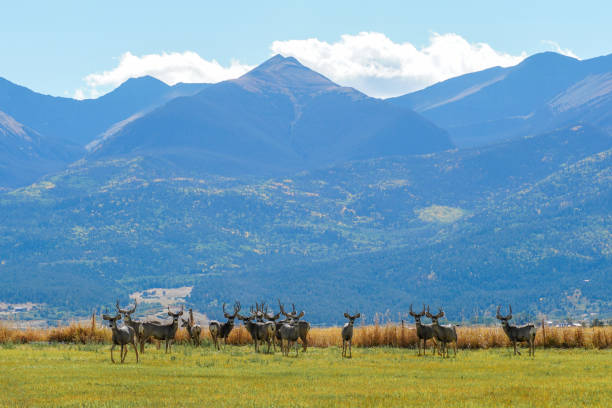 istock Fourteeners 1364799670