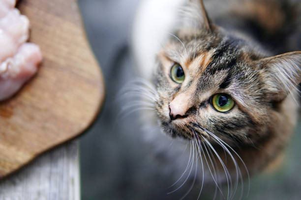 The cat looks at the meat and wants to get it a thief cat steals food from the kitchen table. a cat wants to steal a piece of meat paw licking domestic animals stock pictures, royalty-free photos & images