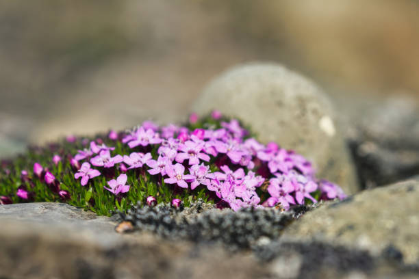 Various perennial plants in a small rockery in a summer garden.