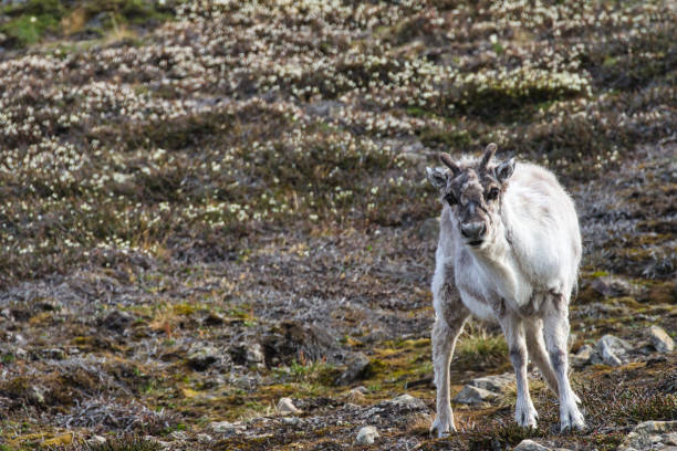 Svalbard reindeer Rangifer tarandus platyrhynchus spotted on arctic tundra in Longyearbyen, Svalbard