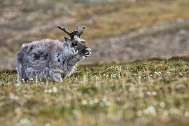 istock Svalbard reindeer feeding on tundra plants 1364801247